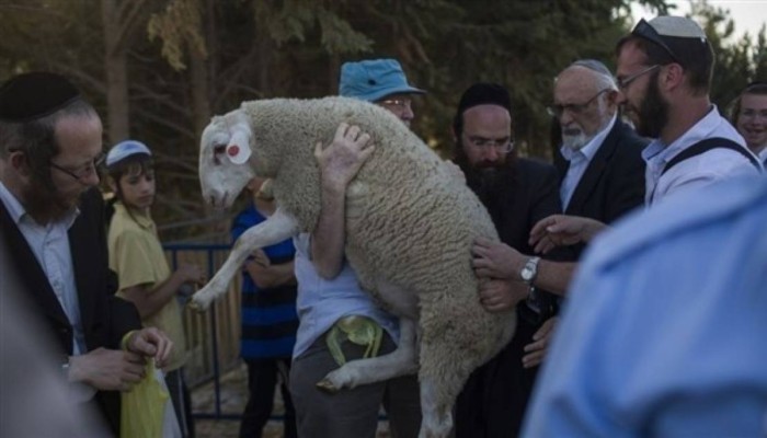 محاولات إدخال قربان الفصح تكشف مخططات تهويد الأقصى