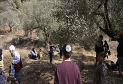 إصابة فلسطينيين وأجنبية باعتداءات مستوطنين جنوبي الخليل