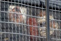 العنف الجنسي في سجون الاحتلال .. سياسة ممنهجة لكسر الفلسطينيين