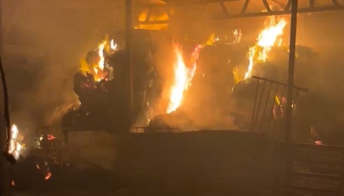 8691 اعتداءً لمستوطنين بالضفة منذ بداية العام