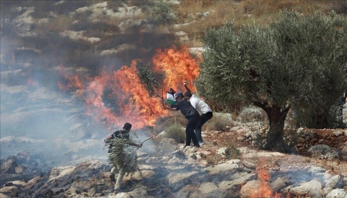 مستوطنون يحرقون زراعات فلسطينيين في ترمسعيا بحماية الاحتلال