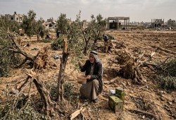 موسم الزيتون في غزة.. حرب اقتلعت الأشجار وأفقرت المزارعين