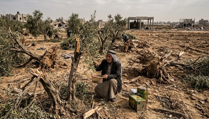 موسم الزيتون في غزة.. حرب اقتلعت الأشجار وأفقرت المزارعين